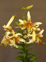 Foto: Dr. Peter Müller